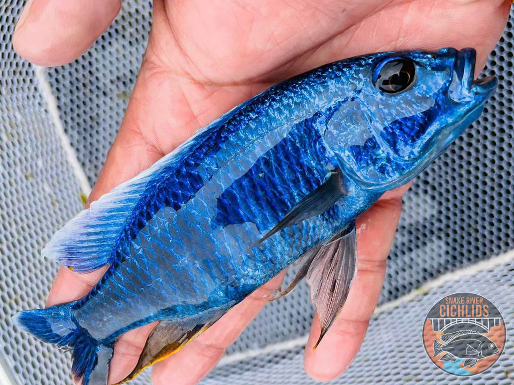Lake Malawi Haps – Snake River Cichlids
