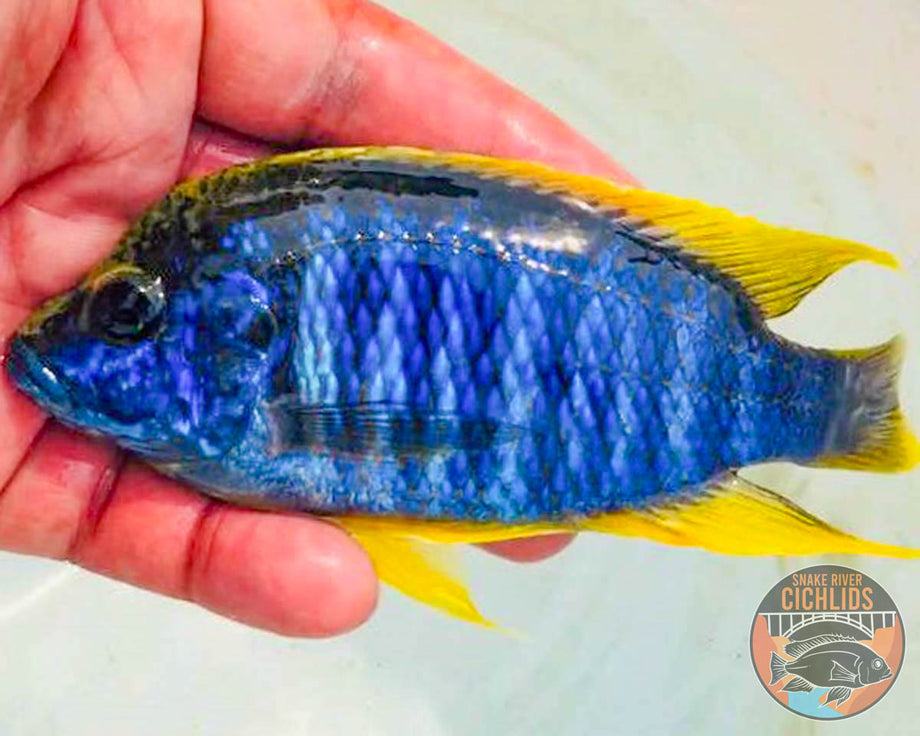 SnakeRiverCichlids.LemonJake.