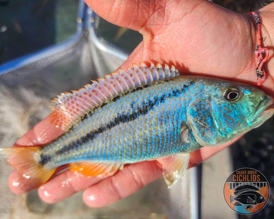 Malawi Hawk Cichlid