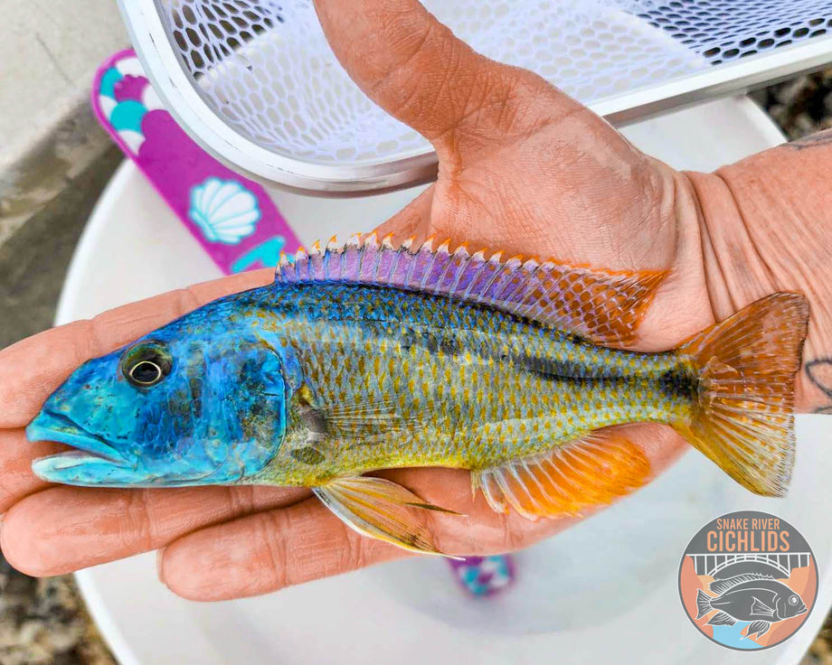 Malawi Hawk Cichlid – Snake River Cichlids
