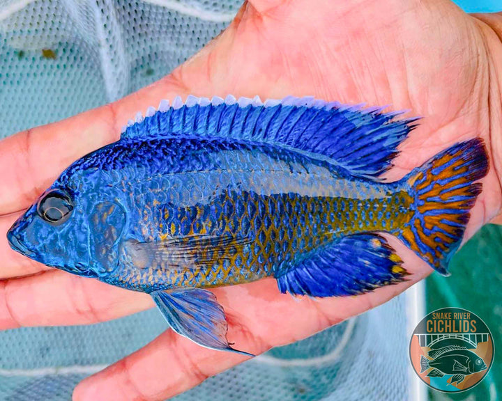 Ngara Flametail Peacock