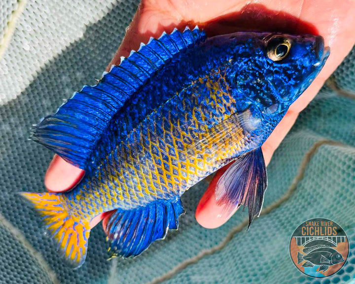 Ngara Flametail Peacock