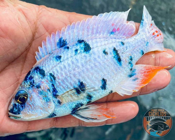 Platinum Fryeri OB