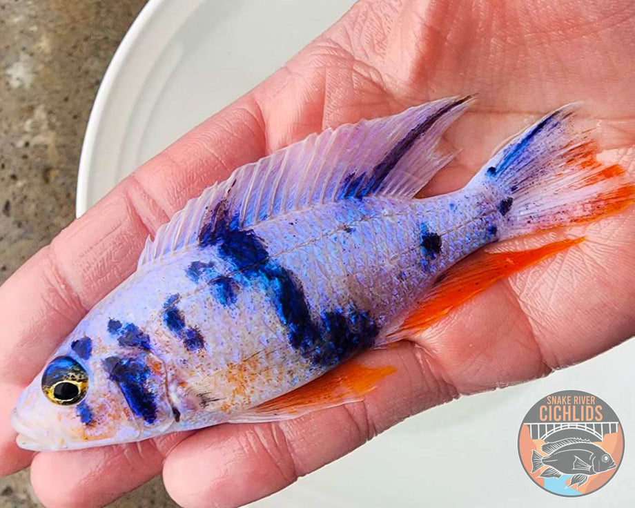 Ob Peacock Cichlid Fry