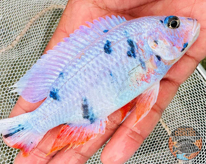 Platinum Fryeri OB