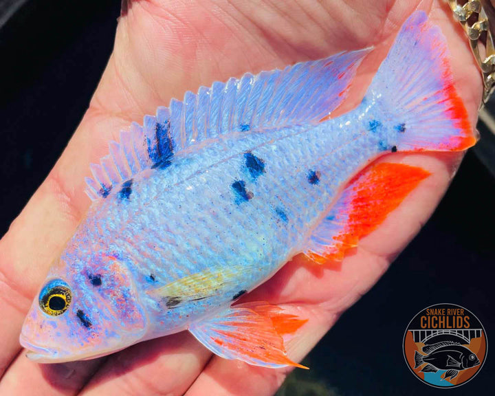 Platinum Fryeri OB