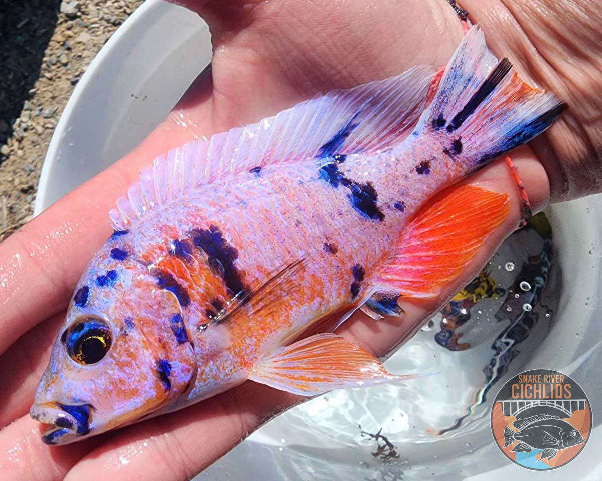 Platinum Raspberry OB Cichlid – Snake River Cichlids