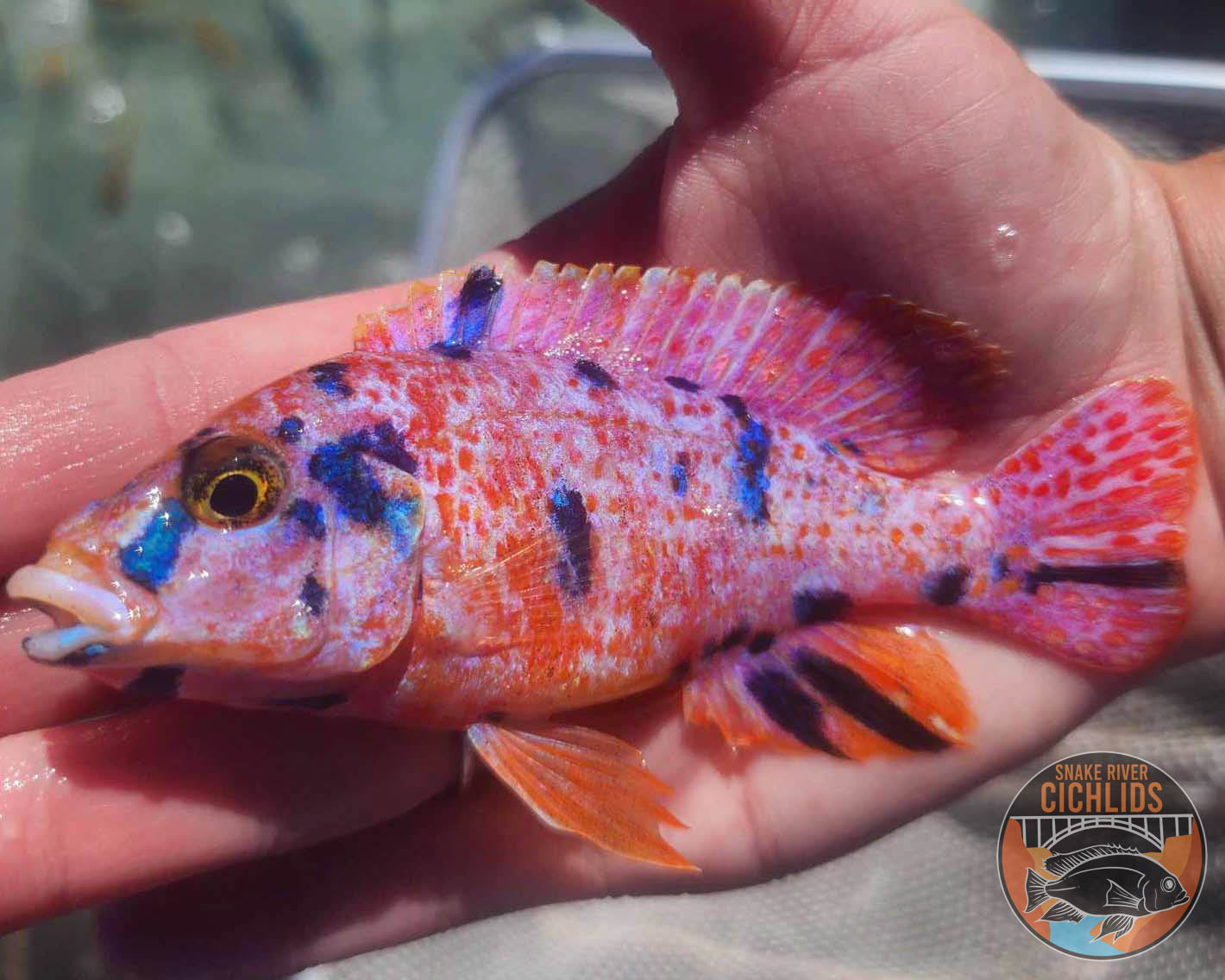 Platinum Raspberry OB Cichlid – Snake River Cichlids