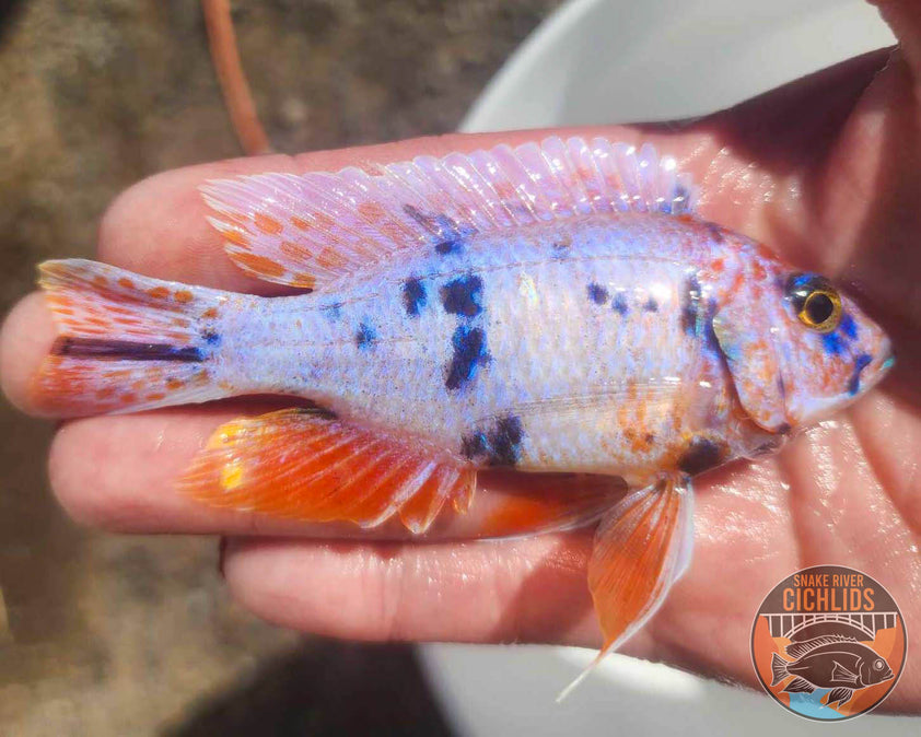 Platinum Raspberry OB Cichlid – Snake River Cichlids