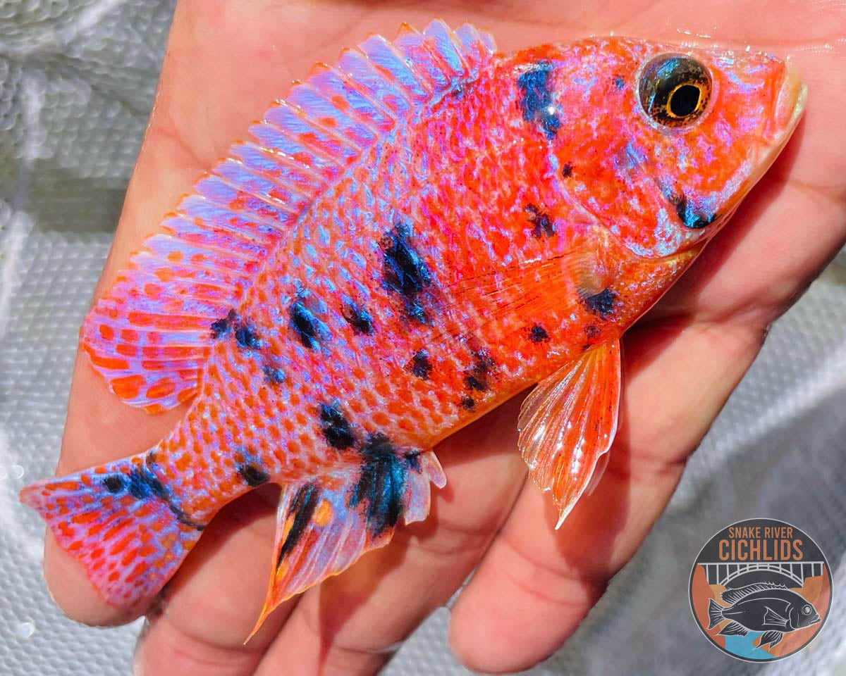 Platinum Raspberry OB Cichlid – Snake River Cichlids
