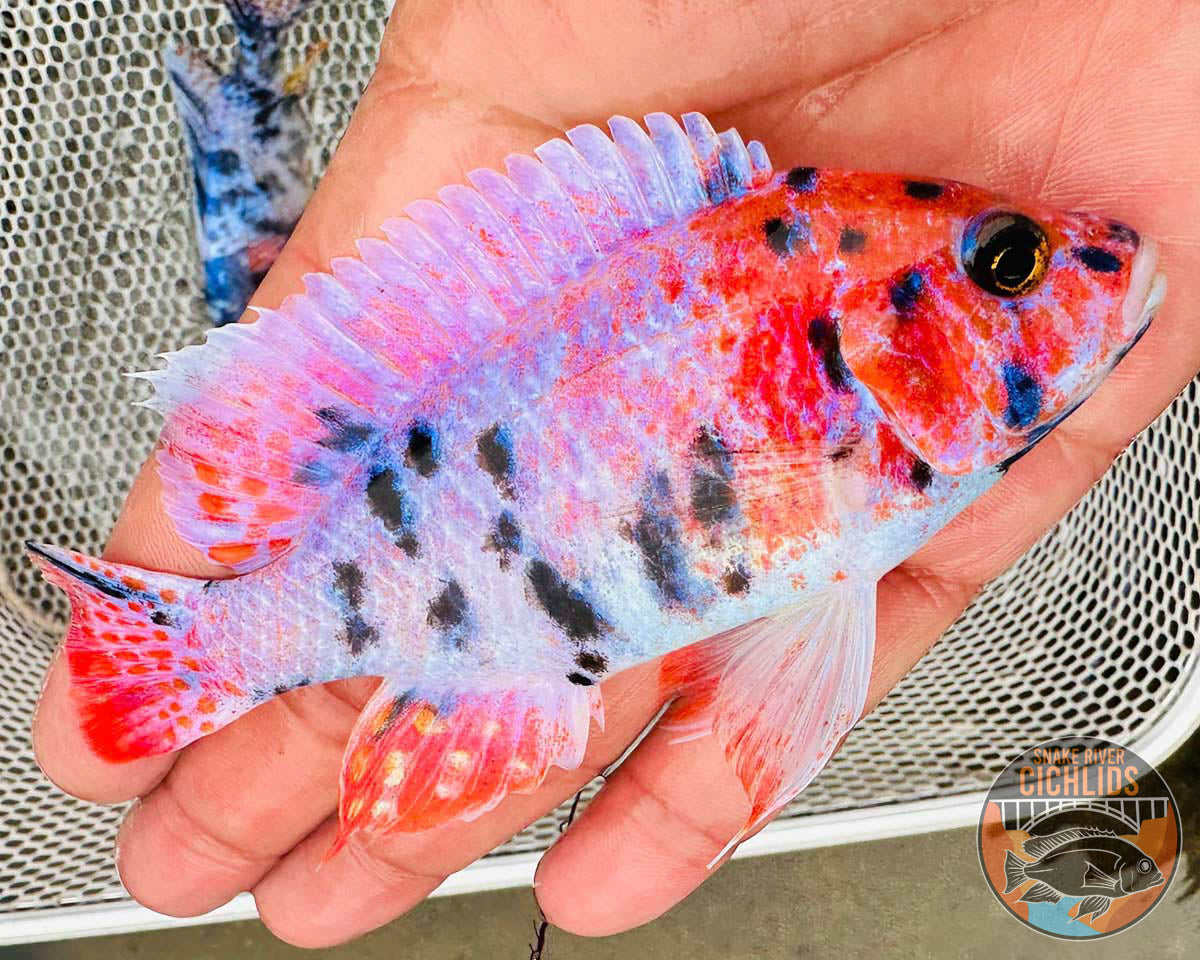Platinum Raspberry OB Cichlid – Snake River Cichlids