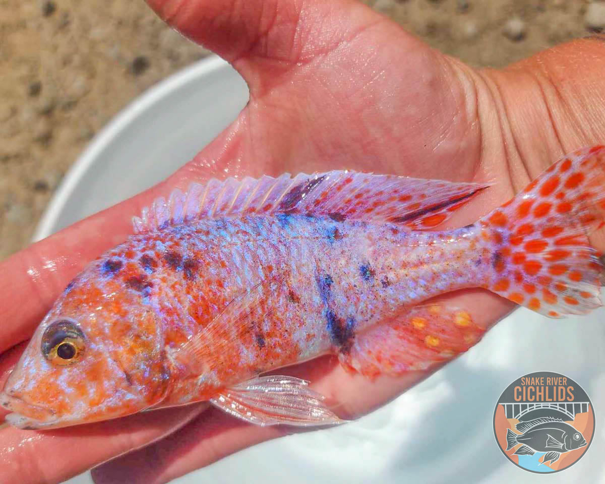 Platinum Raspberry OB Cichlid – Snake River Cichlids