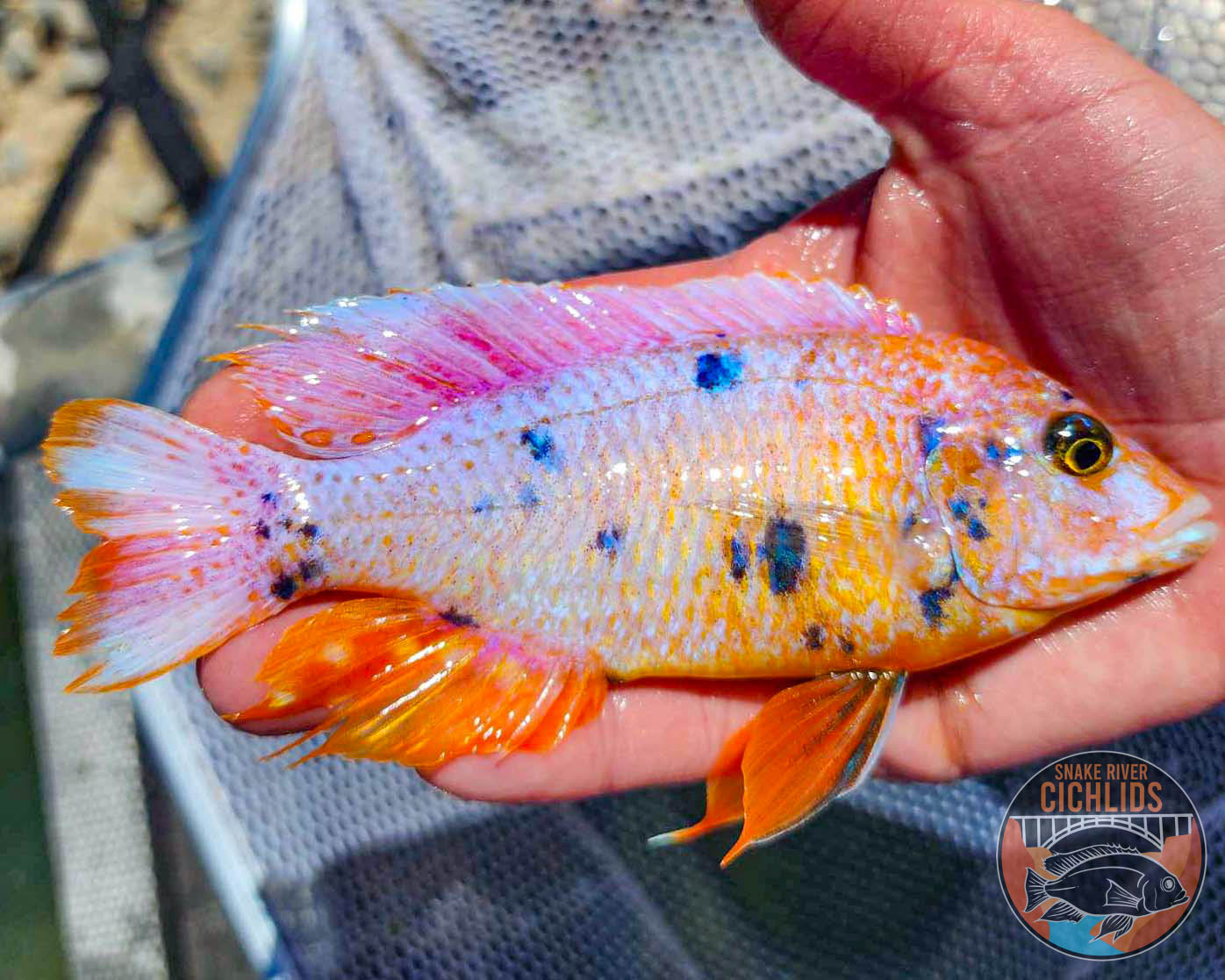 Platinum Raspberry OB Cichlid – Snake River Cichlids