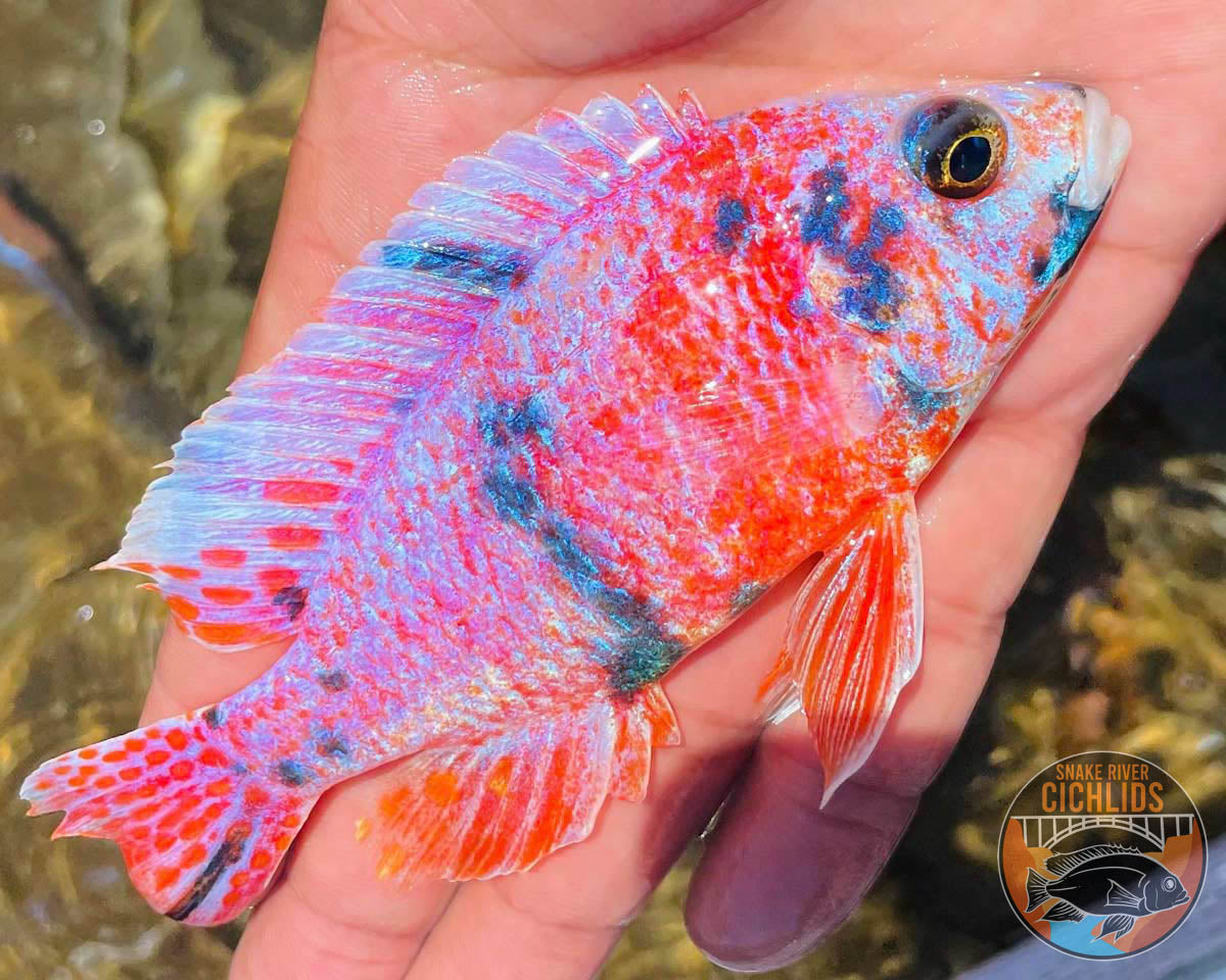 Platinum Raspberry OB Cichlid – Snake River Cichlids