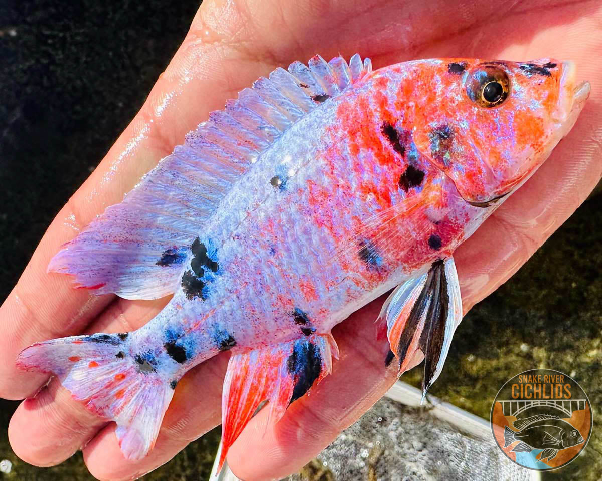 Platinum Raspberry OB Cichlid – Snake River Cichlids