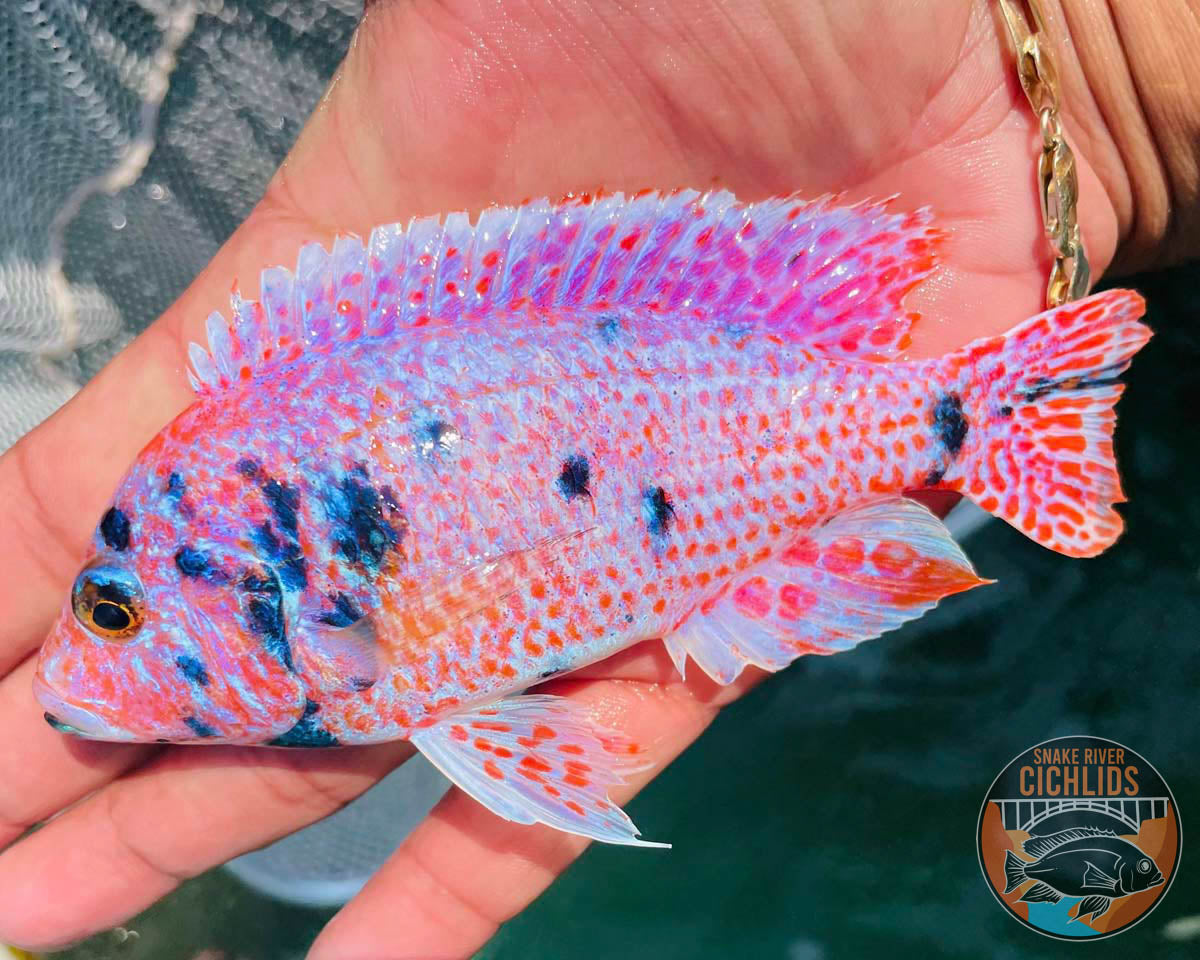 Platinum Raspberry OB Cichlid – Snake River Cichlids