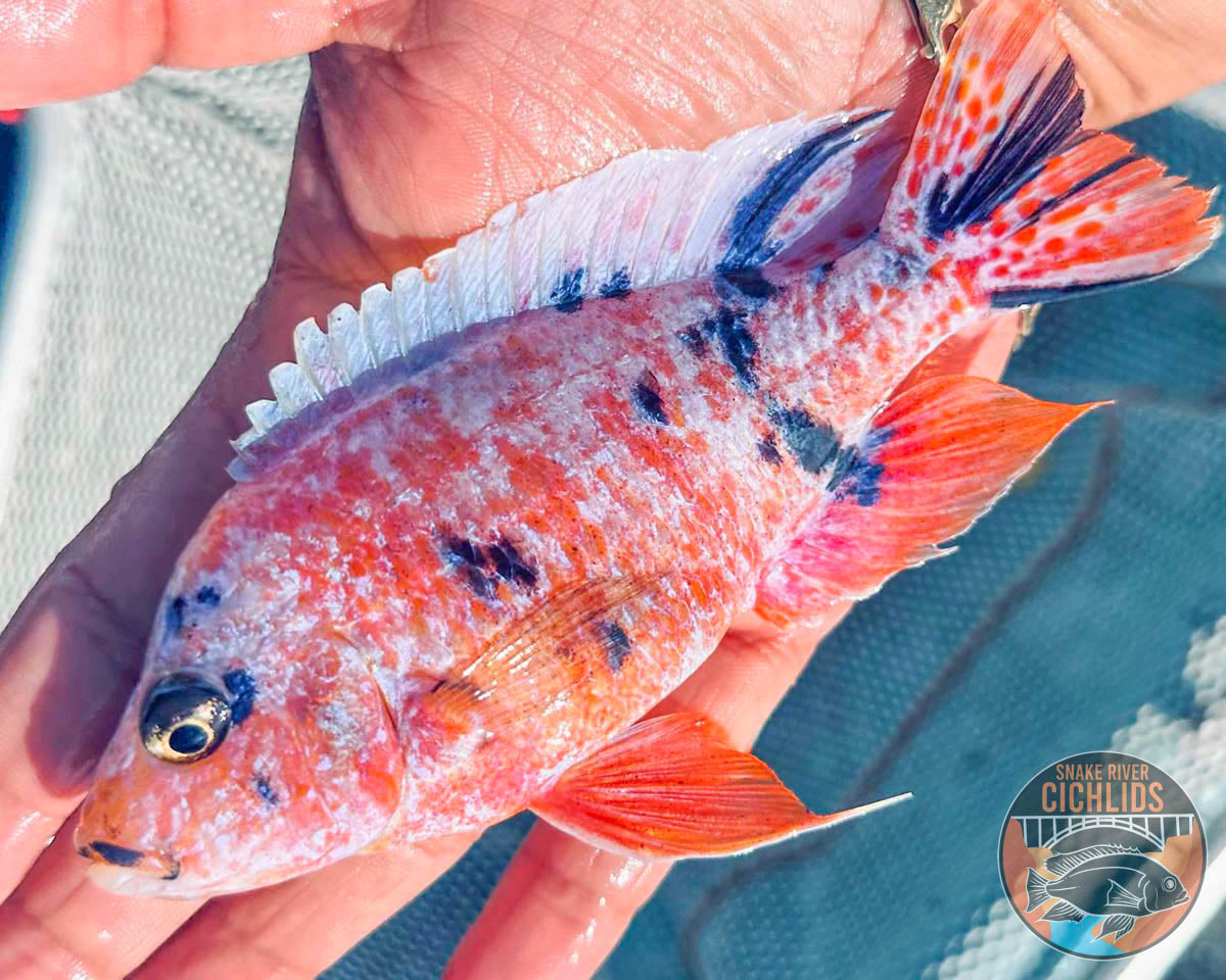 Platinum Raspberry OB Cichlid – Snake River Cichlids