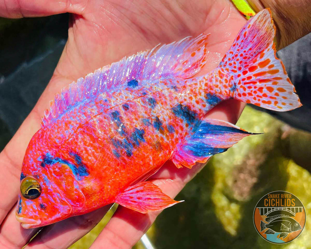 Platinum Raspberry OB Cichlid – Snake River Cichlids