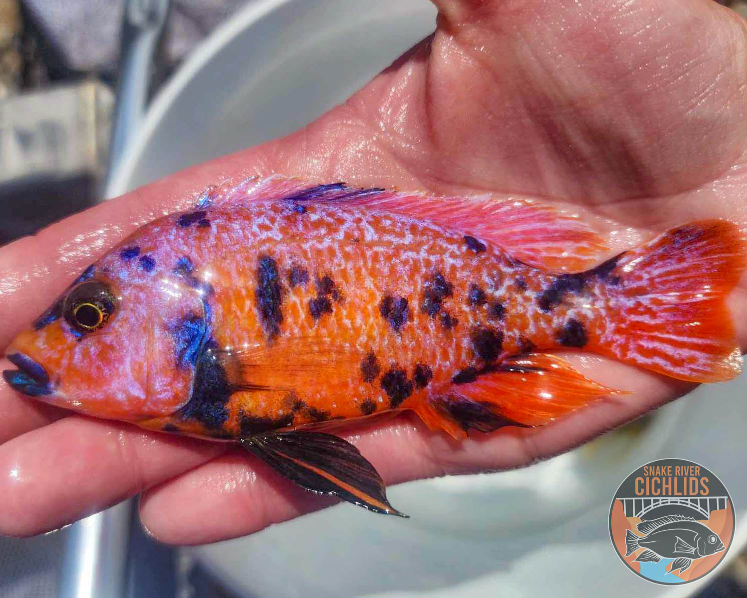 Platinum Raspberry OB Cichlid – Snake River Cichlids