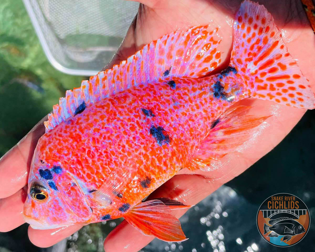 Platinum Raspberry OB Cichlid – Snake River Cichlids