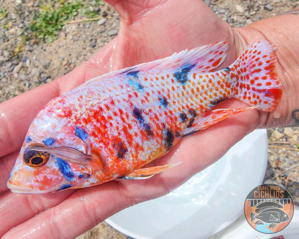 Platinum Raspberry OB Cichlid – Snake River Cichlids