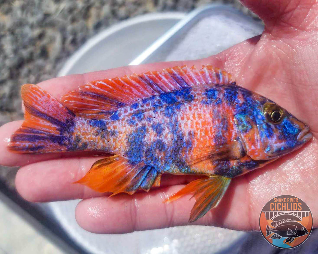 Raspberry OB Cichlid – Snake River Cichlids