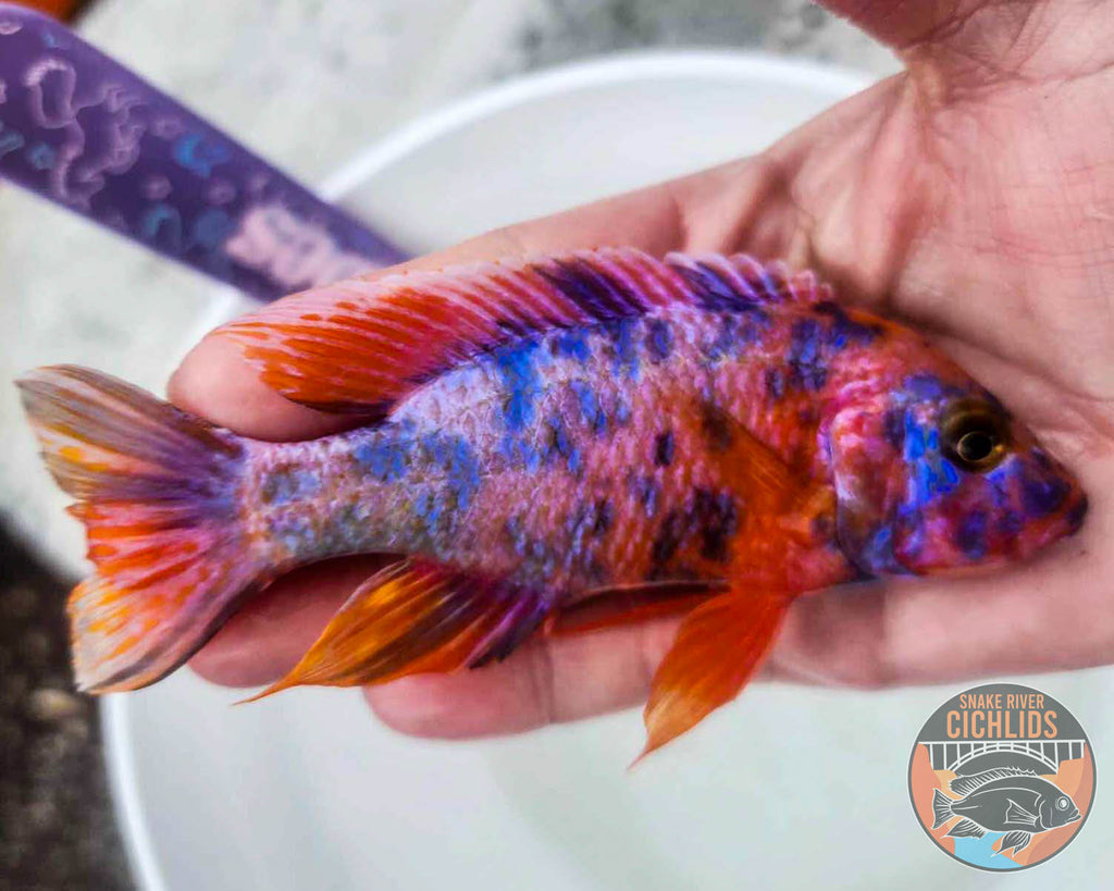 Raspberry OB Cichlid – Snake River Cichlids
