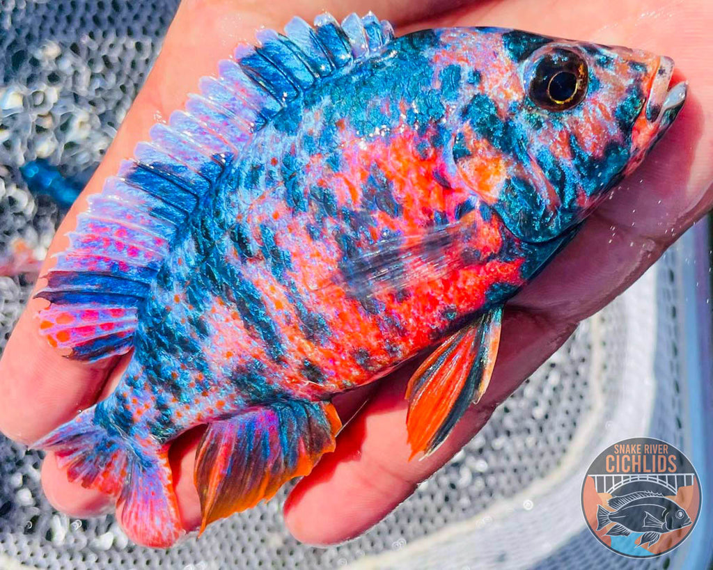 Raspberry OB Cichlid – Snake River Cichlids