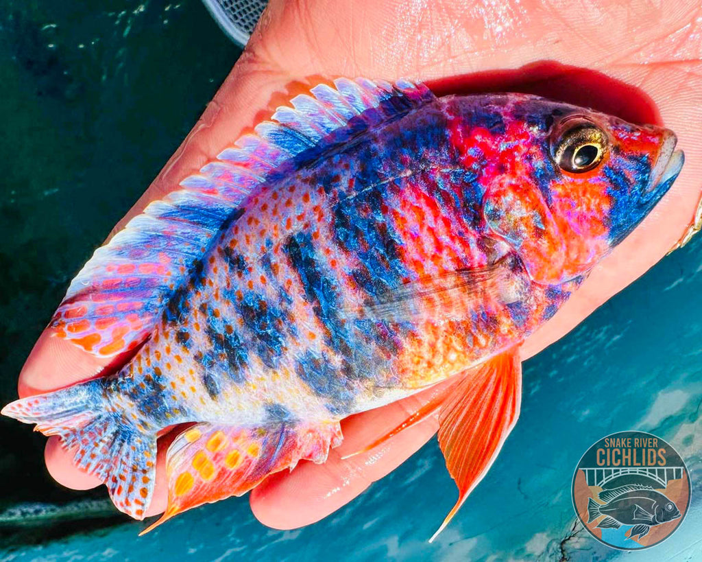 Raspberry OB Cichlid – Snake River Cichlids