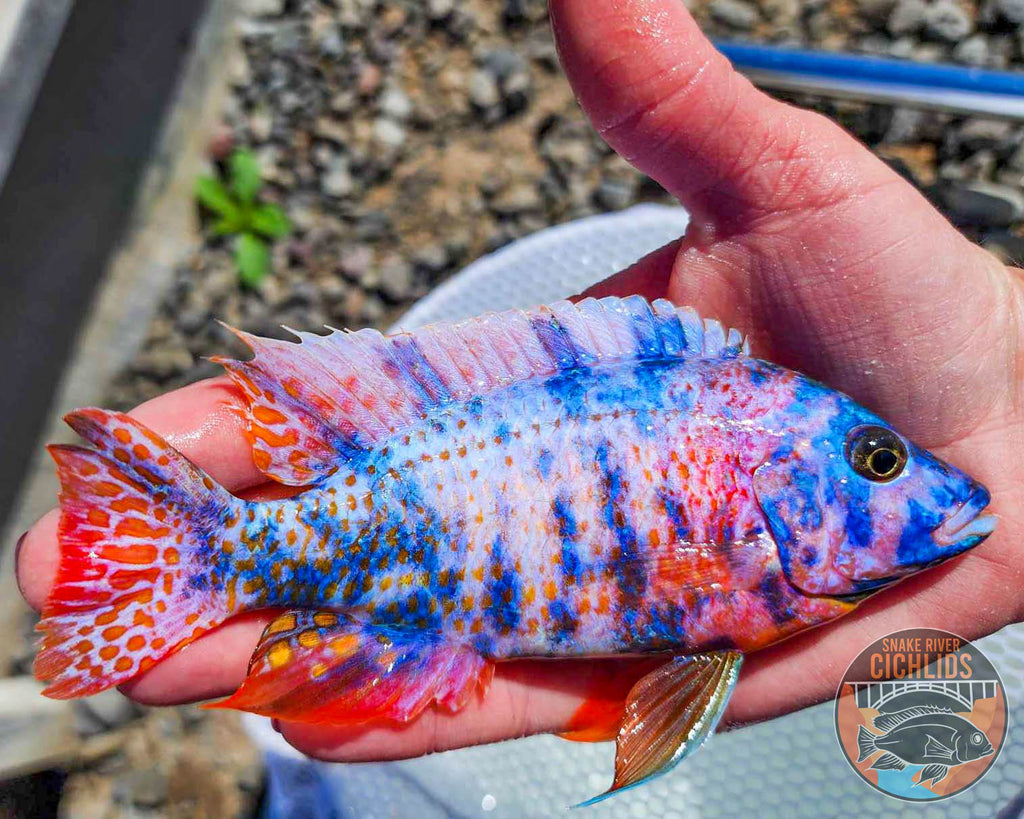 Raspberry OB Cichlid – Snake River Cichlids