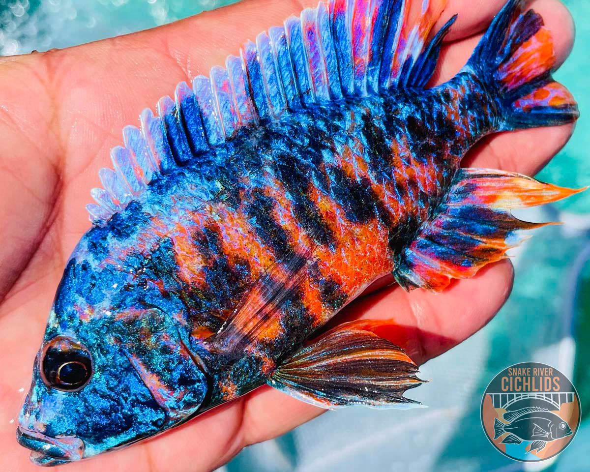 Raspberry OB Cichlid – Snake River Cichlids