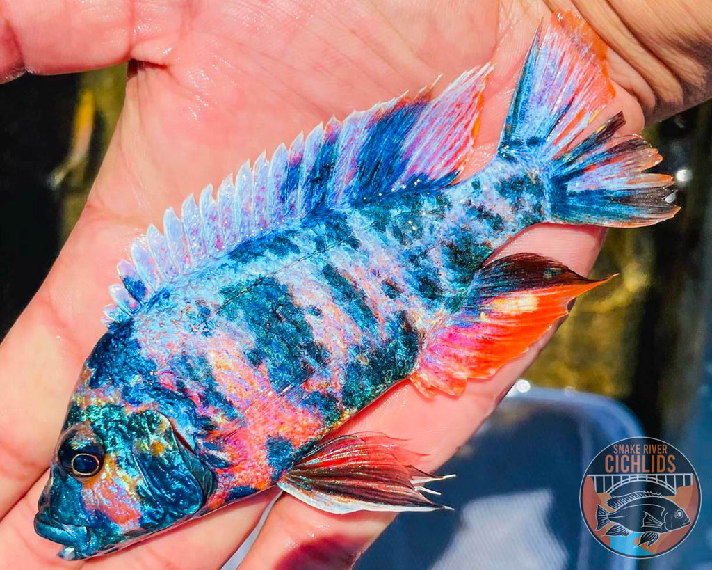 Raspberry OB Cichlid – Snake River Cichlids