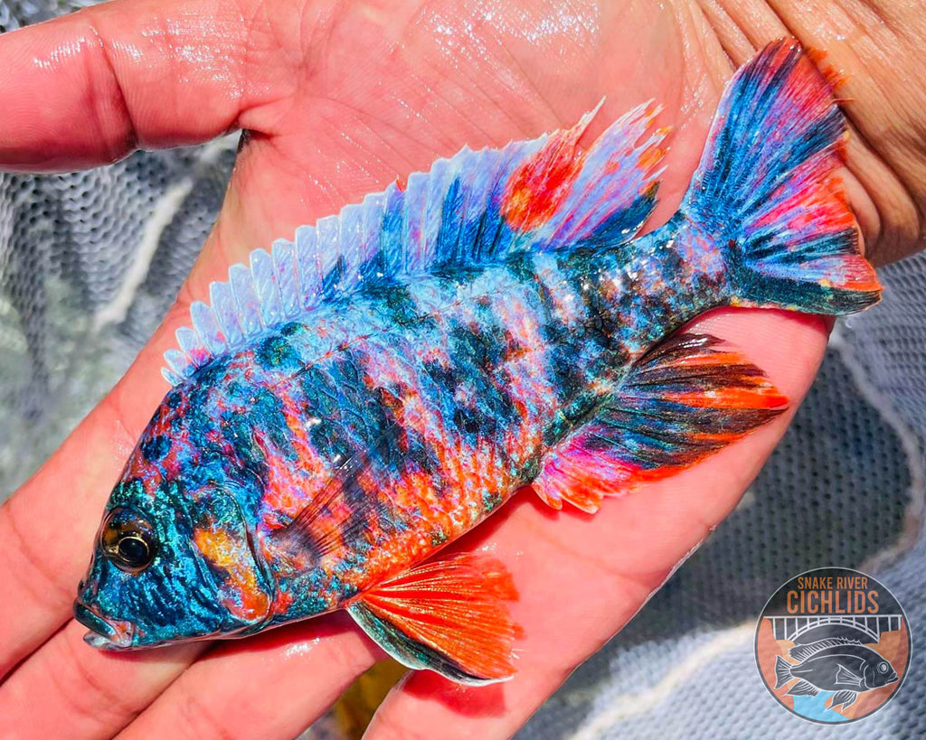 Raspberry OB Cichlid – Snake River Cichlids