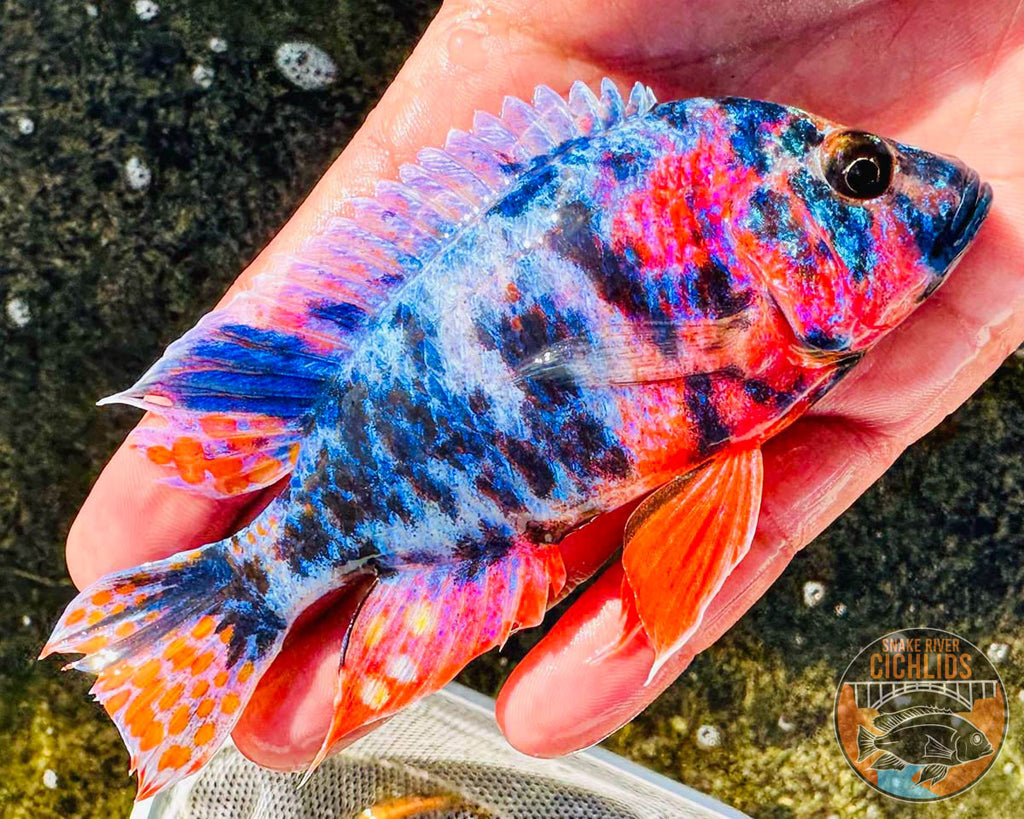Raspberry OB Cichlid – Snake River Cichlids