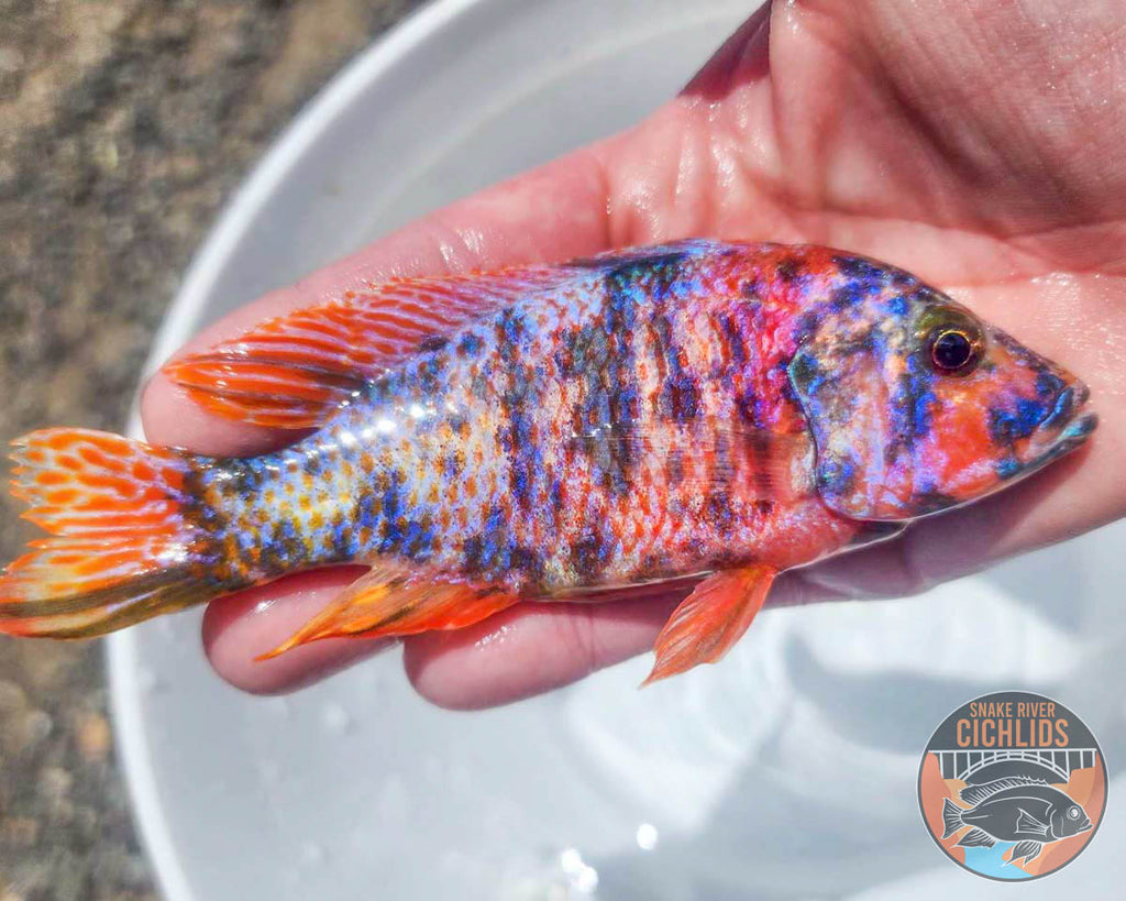 Raspberry OB Cichlid – Snake River Cichlids