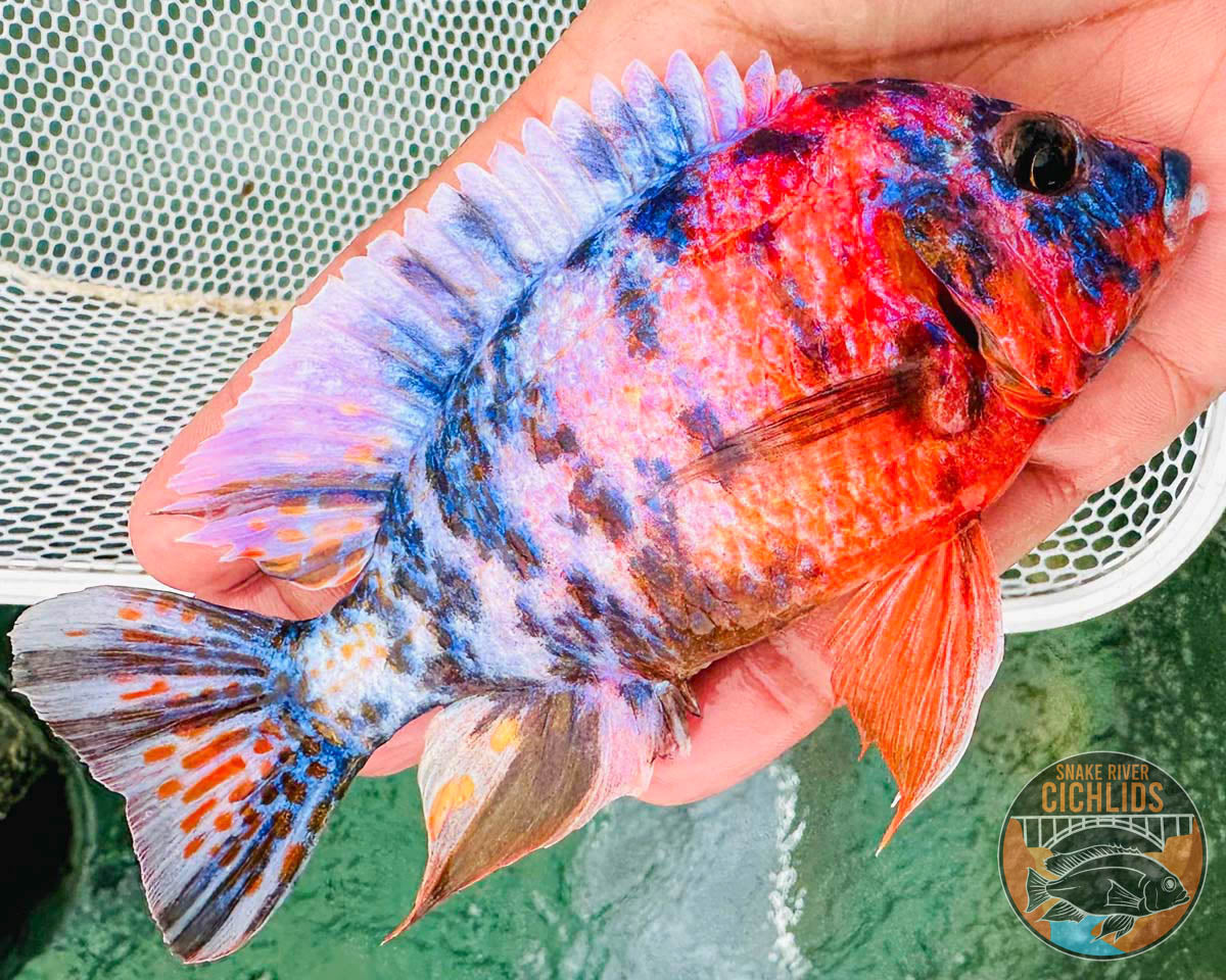 Raspberry OB Cichlid – Snake River Cichlids