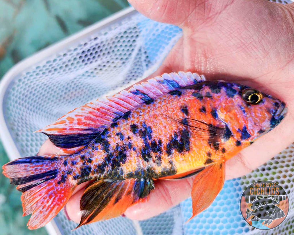 Raspberry OB Cichlid – Snake River Cichlids
