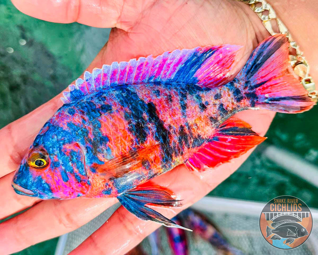 Raspberry OB Cichlid – Snake River Cichlids