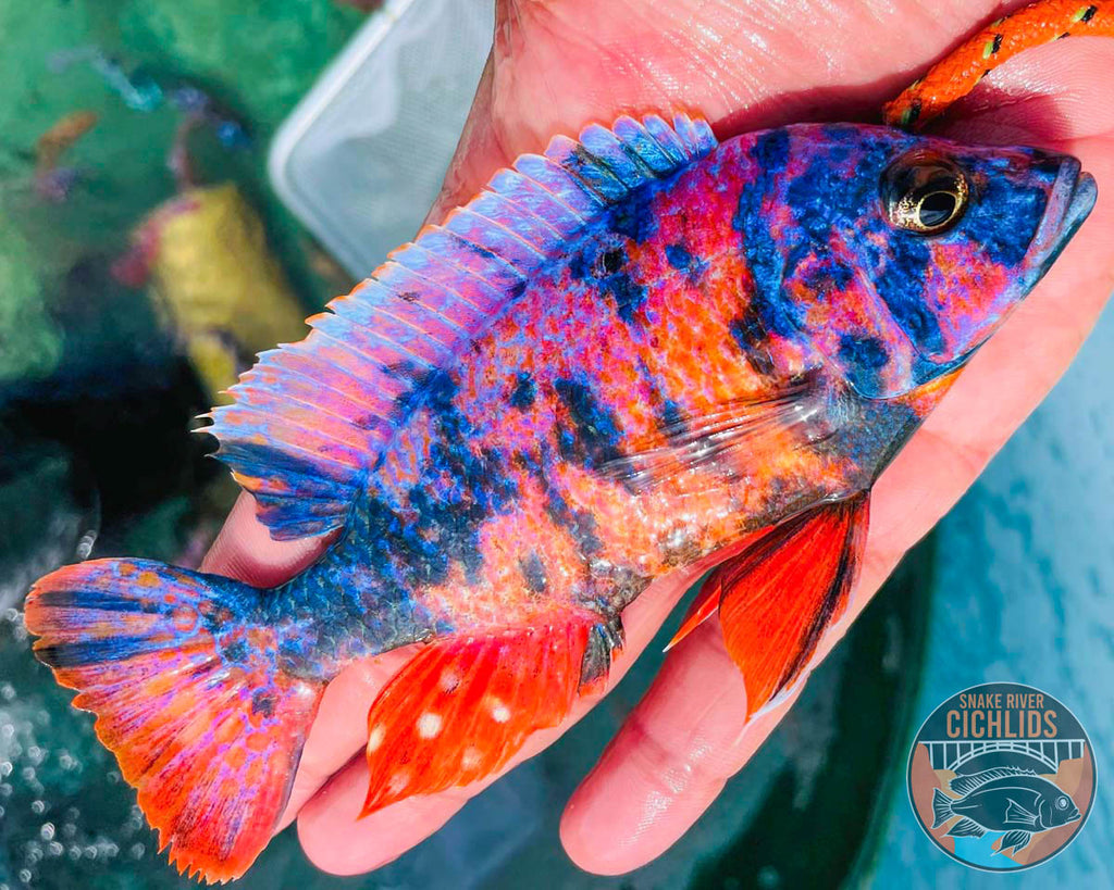 Raspberry OB Cichlid – Snake River Cichlids