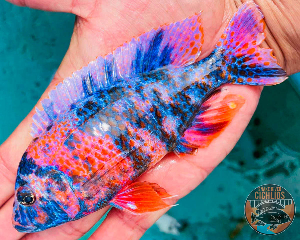 Raspberry OB Cichlid – Snake River Cichlids