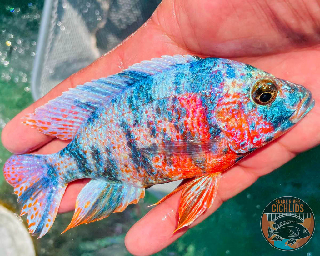 Raspberry OB Cichlid – Snake River Cichlids