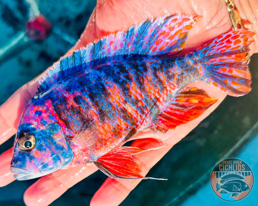 Raspberry OB Cichlid – Snake River Cichlids