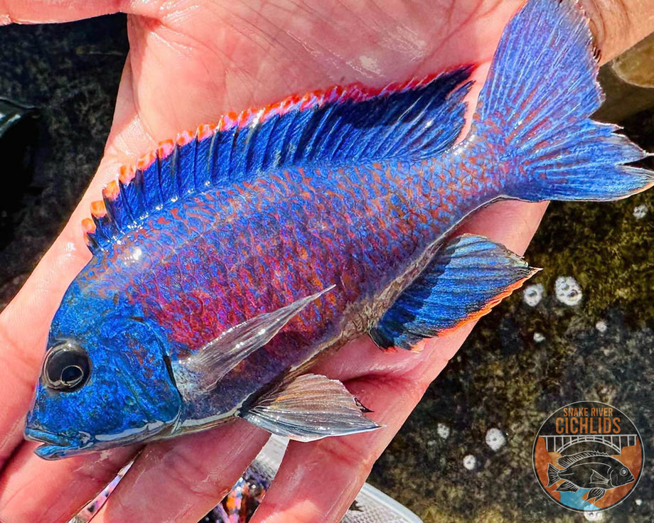 Red Apache Peacock