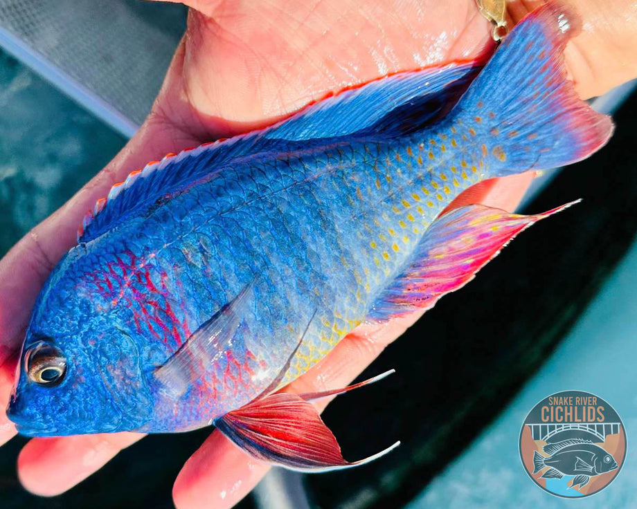 Red Apache Peacock