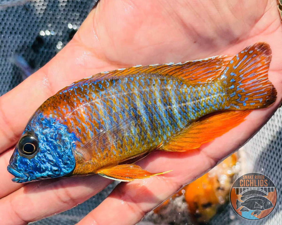★QUMAPON ROUGE+QUMAPON PEACOCK SnakeRiverCichlids.Rubescens.