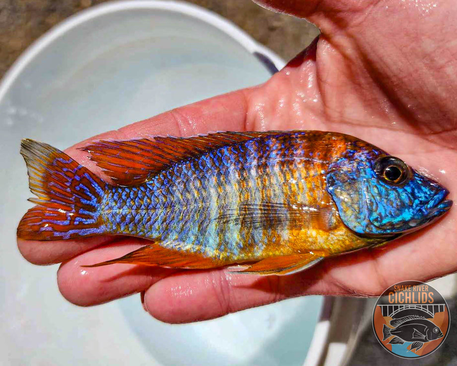 Rubescens Peacock Cichlid – Snake River Cichlids
