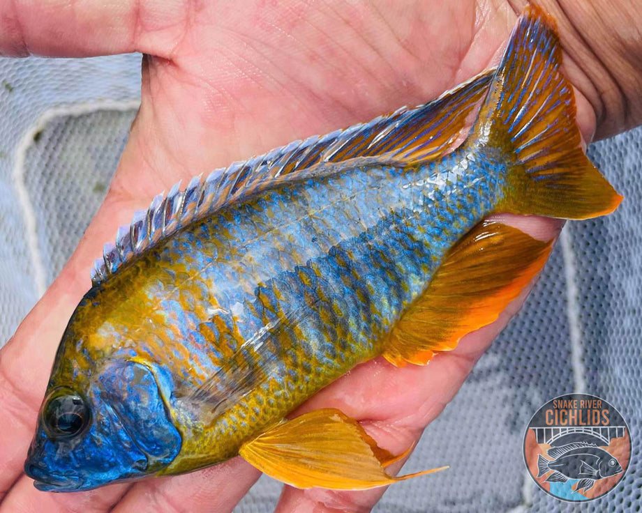Rubescens Peacock Cichlid – Snake River Cichlids