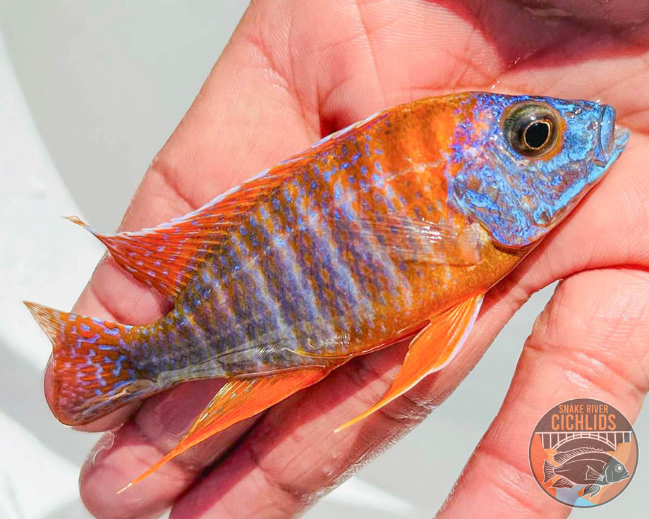 Rubescens Peacock Cichlid – Snake River Cichlids