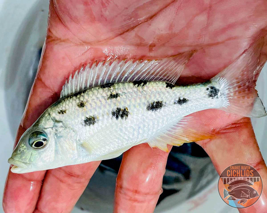 Sand Diver Hap