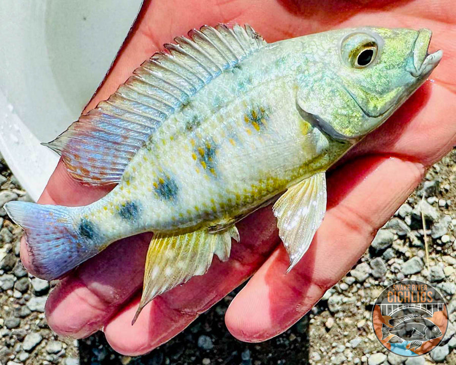 Sand Diver Hap